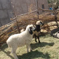 سه تا بره نر نژاد دار چاق و سرحال فروشی