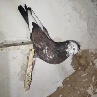 کبوتر کله ماستی قاره