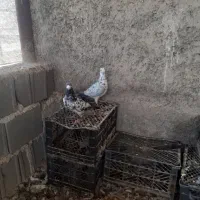 کبوتر گوره ای|پرنده|بوشکان, |دیوار