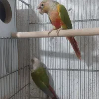 فروش یک جفت گیرینچیک مولد