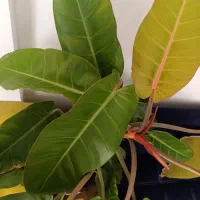 گیاه فیلودندرون پرتقالی معروف به گیاه شاهزاده