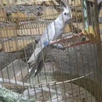 عروس هلندی سخنگو