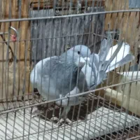 کبوتر دمگیر خرقه ابری