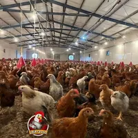 جوجه مرغ گلپایگان نیمچه ۳ و ۴ ماهه گردن لختی،کاکلی