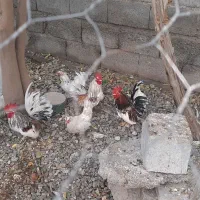 خروس چاپنیز