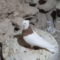 تعدادی کبوتر طوقی همه رنگ