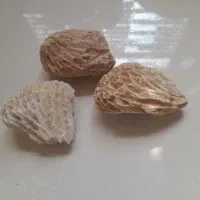 سنگ اکواریم معاوضه با مرغ یا جوجه|ماهی|شاهین‌شهر, خانه کارگر|دیوار