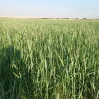 کرایه یا مشارکت ۱۰ هکتار زمین کشاورزی روستای بحریه|اجارهٔ دفتر صنعتی، کشاورزی، تجاری|امیدیه, |دیوار