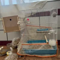 عروس هلندی|پرنده|کازرون, |دیوار