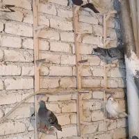 کبوتر کفتر برای نوبازی|پرنده|طرقبه, |دیوار
