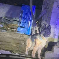 واگذاری ژرمن شولاین|سگ|نوشین شهر, |دیوار