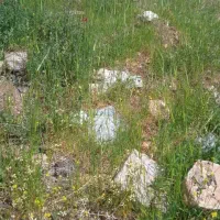 زمین تجاری و مسکونی