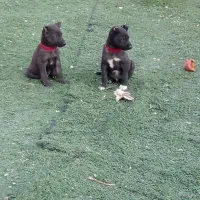 سگ نگهبان|سگ|اسلام‌شهر, ایرین|دیوار