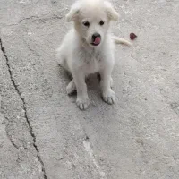 طوله شیتزو ۵ماهه نر