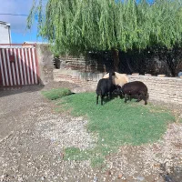 4راس گوسفند بره دار جوان افشاراصل 7راس گوسفند|حیوانات مزرعه|سیجوال, |دیوار