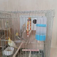 عروس هلندی مولد