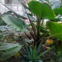 گل طبیعی بابا آدم|گل و گیاه طبیعی|آمل, |دیوار