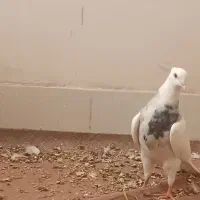 گمشده مژدگانی داره جوجه داره کسی گرفت پولشو میدم