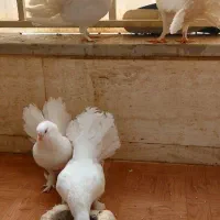 کبوتر دم چتری آمریکایی|پرنده|اصفهان, روشن‌دشت|دیوار