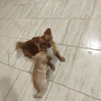 فروش چهار عدد توله سگ پامر اشپیتز|سگ|کرمان, |دیوار