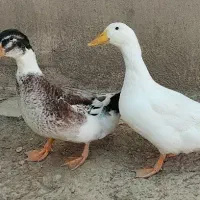 ۲تا اردک ۶ ماهه
