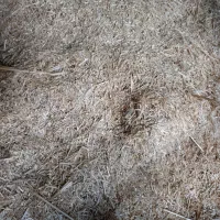 فروش کاه گندم دیم ابی
