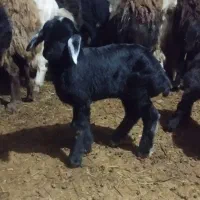 قوچ چال|حیوانات مزرعه|هشترود, |دیوار