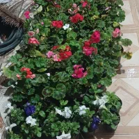 گل شمعدونی واطلسی