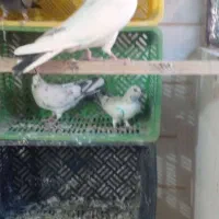 کبوتر پرشی|پرنده|شاهنجرین, |دیوار