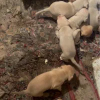 توله پیت بول تریر آمریکایی