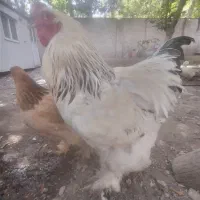 تخم مرغ نطفه دار نژاد برهما