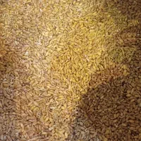 گندم شکسته کبوتر نرمه|لوازم جانبی حیوانات|مشهد, مصلی (کارمندان اول)|دیوار