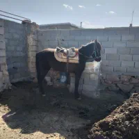 کره نریان یورغه