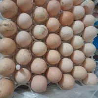 تخم مرغ محلی درشت