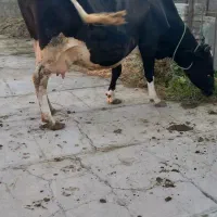 گاو جوان