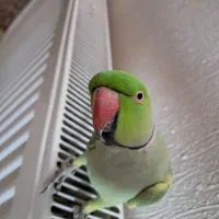 طوطی ملنگو دستی