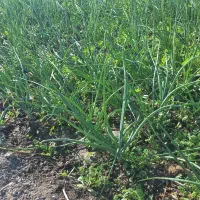 ترپیاز|گل و گیاه طبیعی|رامهرمز, |دیوار