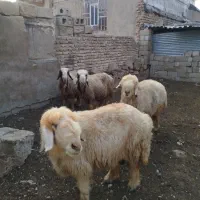میش|حیوانات مزرعه|شیراز, شهرک کوشکک|دیوار