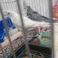 عروس هلندی جفت|پرنده|اسلام‌شهر, مسکن مهر اسلاشهر (شهرک امام خمینی)|دیوار