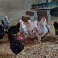 جوجه گلین لری اصل|حیوانات مزرعه|تهران, ایران|دیوار