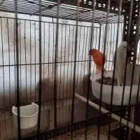 قناری|پرنده|بیرجند, |دیوار