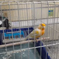 قناری|پرنده|تهران, بهارستان|دیوار