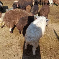 بره نر و بزغاله نر|حیوانات مزرعه|پاپی, |دیوار