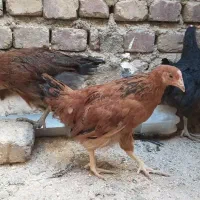 جوجه مرغ و خروس زیبا