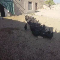 مرغ|حیوانات مزرعه|شیراز, ارم|دیوار