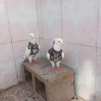 جفت طوقی نر درشت