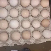 تخم لاری از ده نسل خروس ومرغ