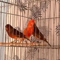 قناری دارچینی و ایزابل اورجینال