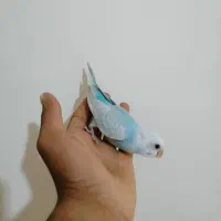 جوجه مرغ عشق سرلاکی رام