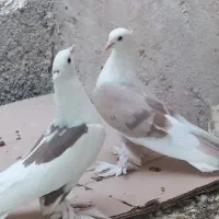 کبوتر قشنگ|پرنده|خورموج, |دیوار